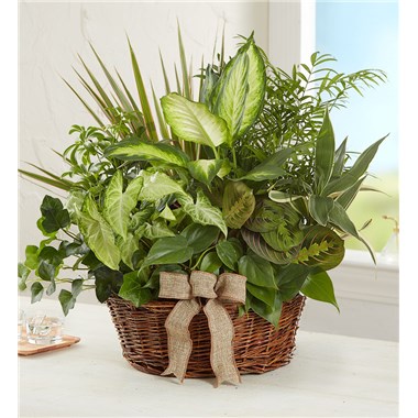 Classic Dish Garden